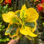 Кротон GUMPHAGAN