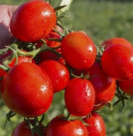 Томат Перфектпил