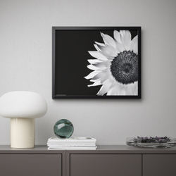 IKEA BILD  (ИКЕА БИЛД)  -  Плакат, Подсолнух, 40x50 см