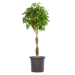 Шефлера Коса