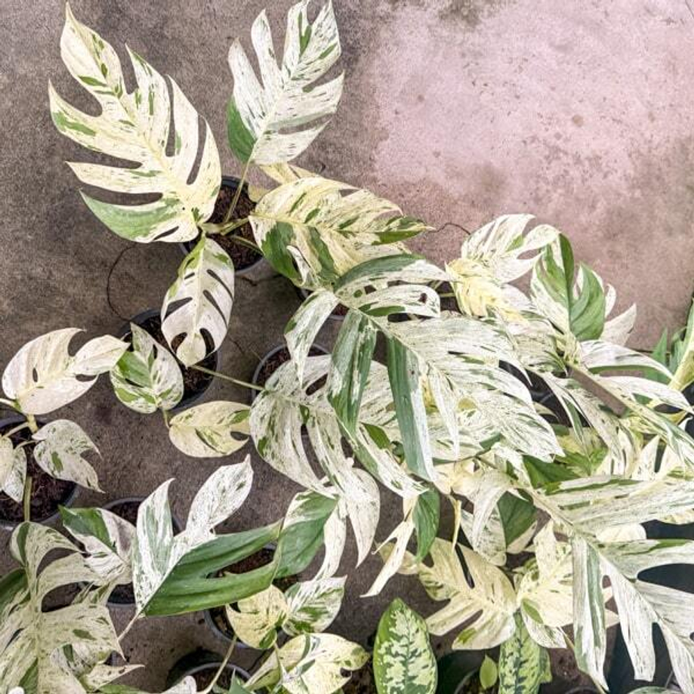 Эпипремнум MARBLE big