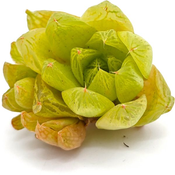 Хавортия Ксанта Голд