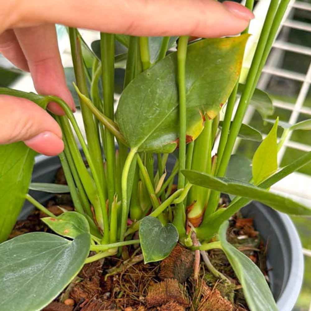 Антуриум Андре MELODIA RED