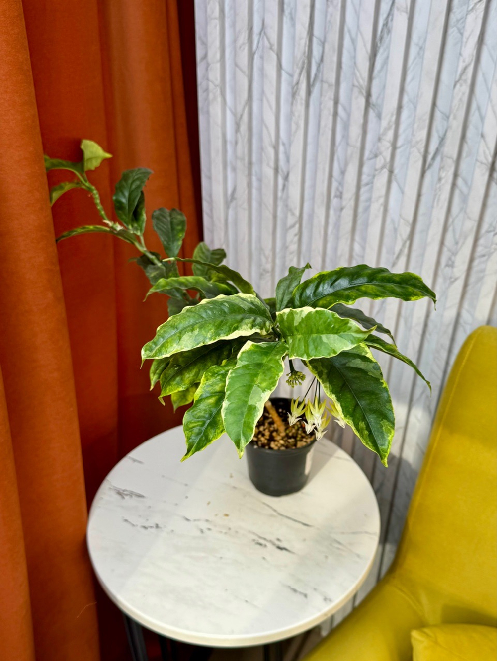 Хойя Мультифлора, D12см Н15см, 1шт, Urban Jungle (2962)