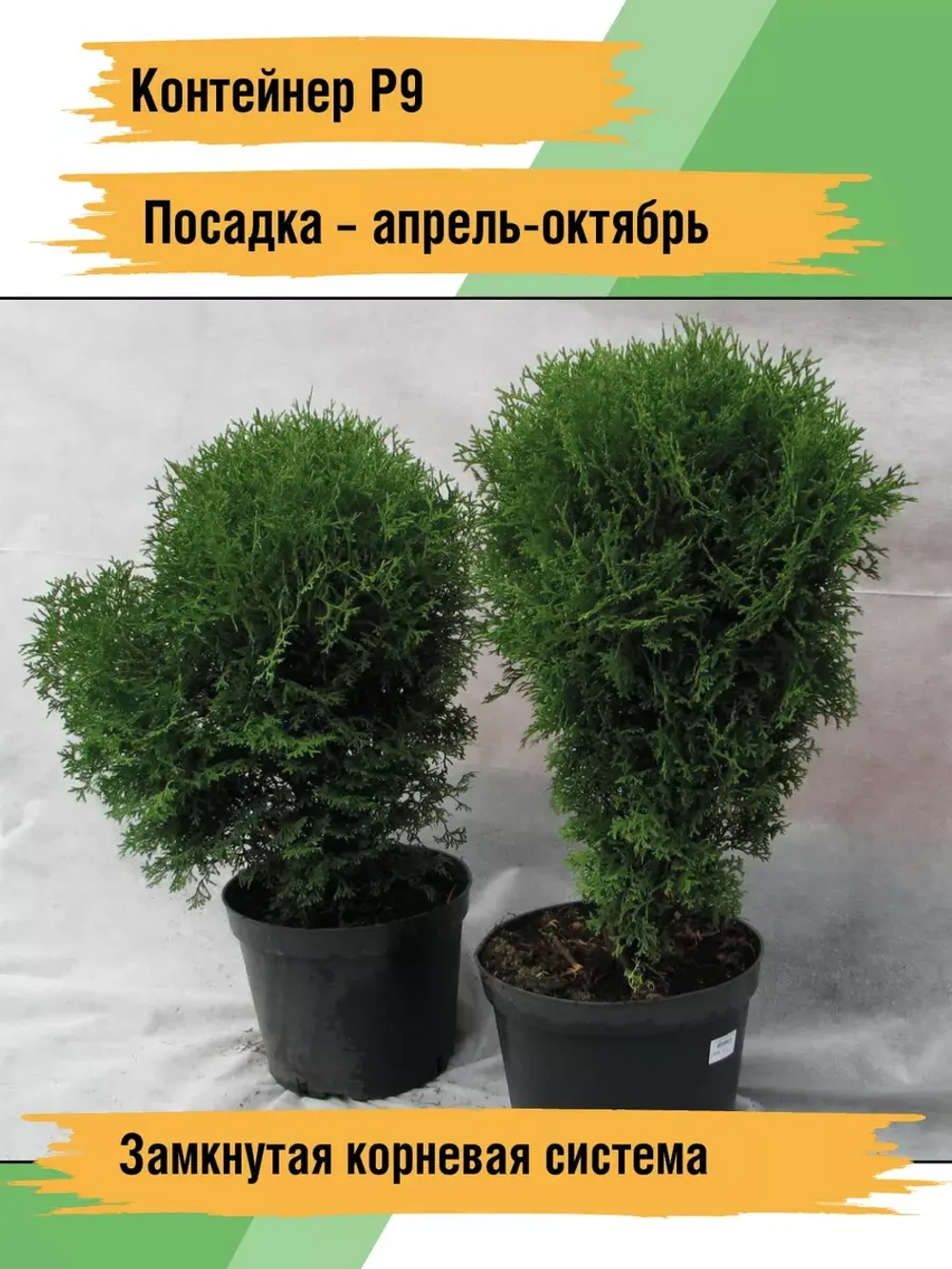 Туя саженец западная Хозери хвойные деревья