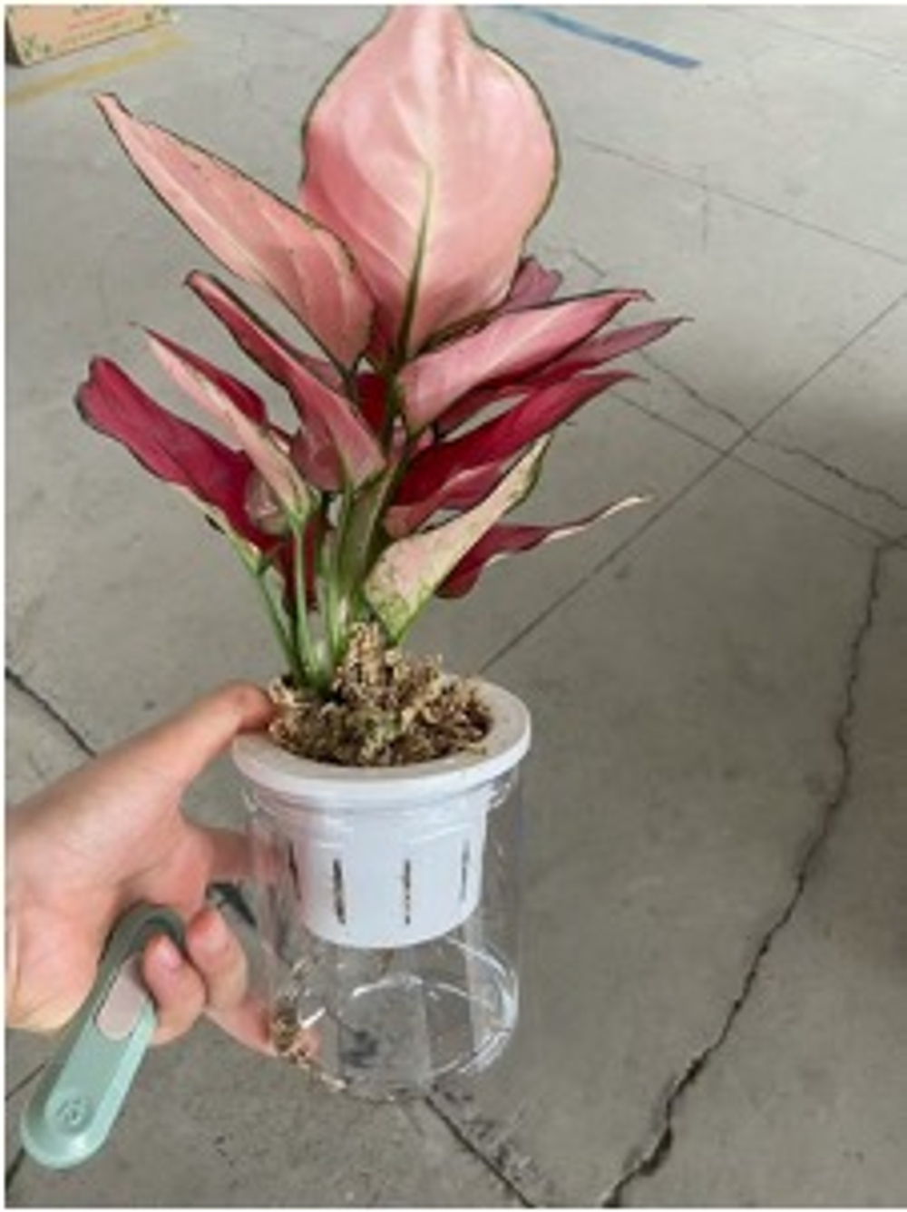 Аглаонема Auspicious д.11 горшок с автополивом