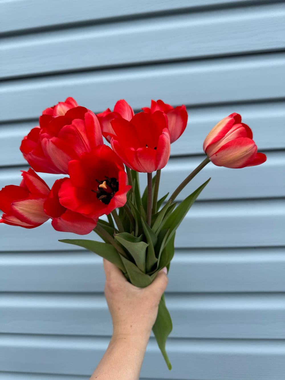 Тюльпан Red Impression 5 шт Закупка М26 наличие