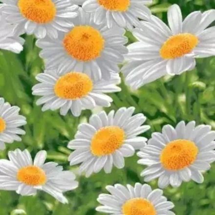 Полотенце вафельное "НТ. ВК 591", 50*60 см, 100% хлопок, Россия.