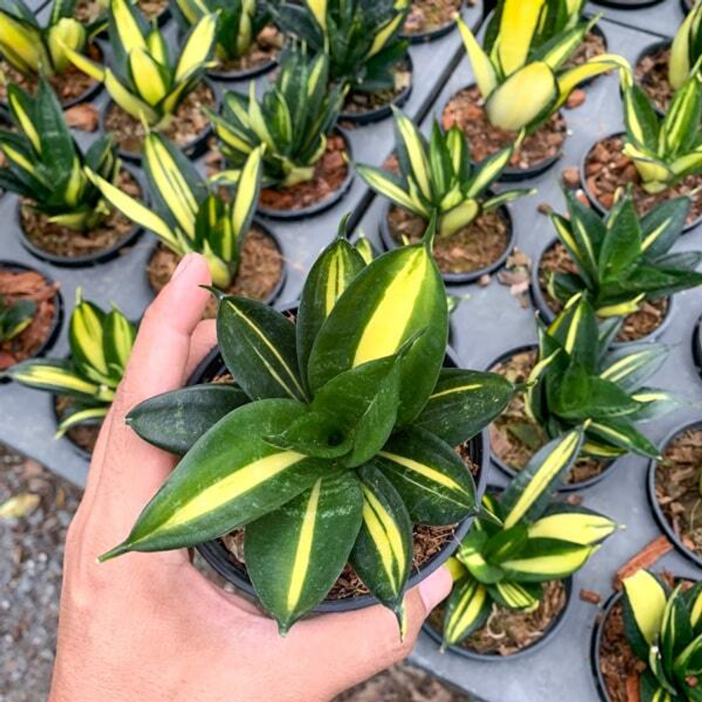 Сансевиерия HAHNII SIAM TOWER