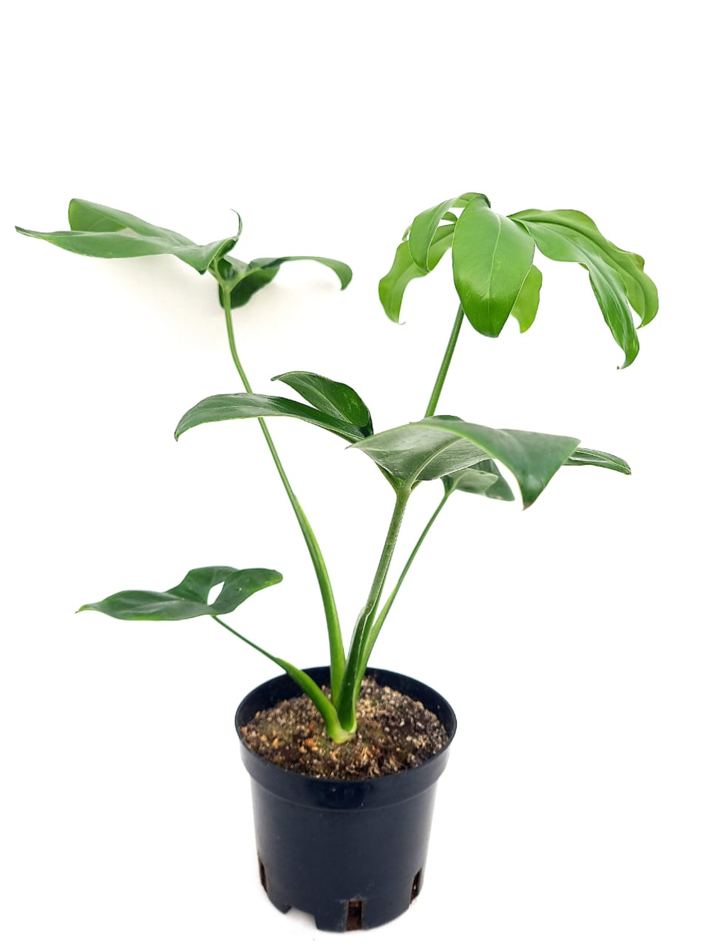 Филодендрон (MIX)