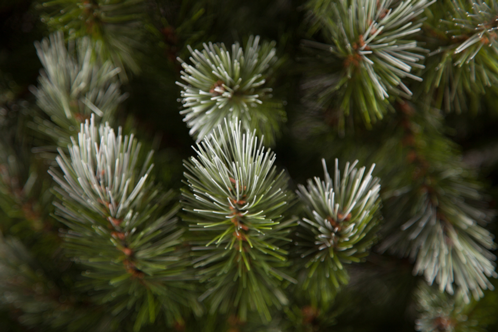 Ель Женева 185см с шишками заснеженная Triumph Tree