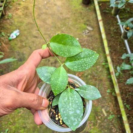 Хойя ELLIPTICA X IMBRICATA