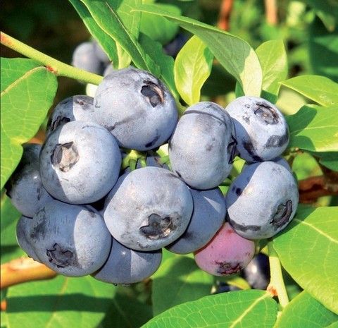 Голубика Чандлер