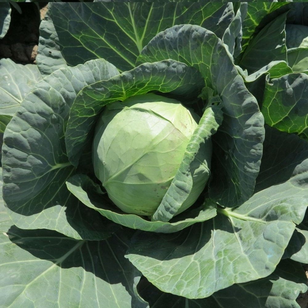 Капуста б/к Янисоль F1 (100шт) Витагрин Профи