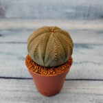 Euphoria Obesa (Эуфорбия)