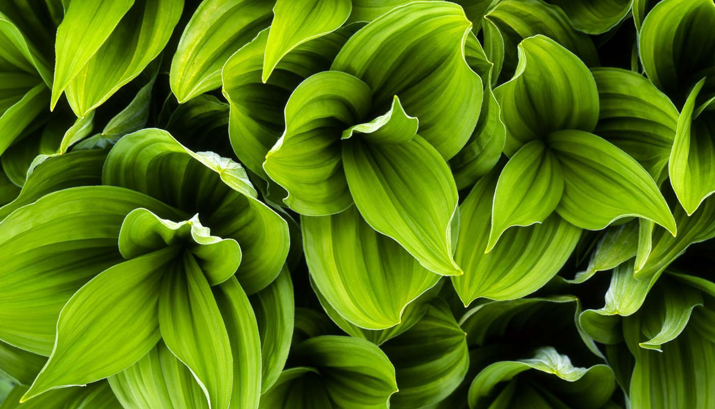 Предзаказ растений с выгодой от 20%! 