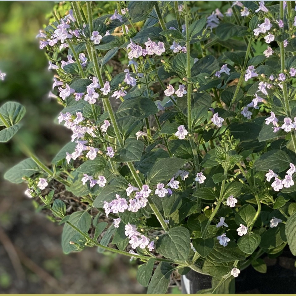 Душевник котовниковый "Blue Cloud Strain". Calamintha nepeta "Blue Cloud Strain".