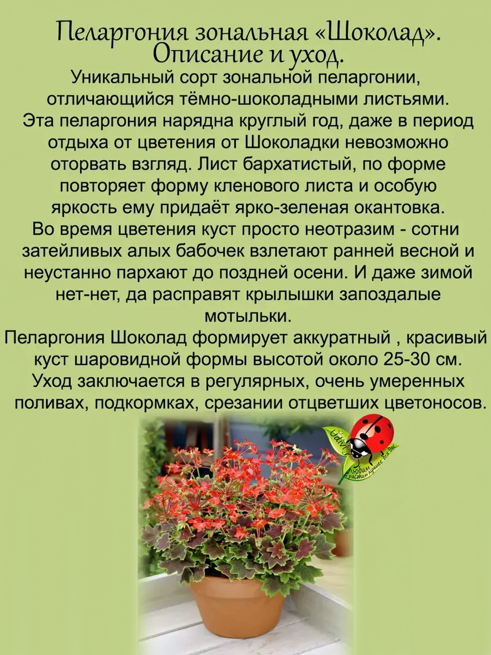 Пеларгония Шоколад пёстролистная
