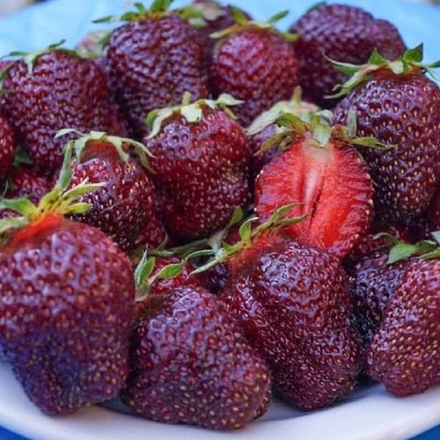 Земляника садовая средне-ранняя Черный принц