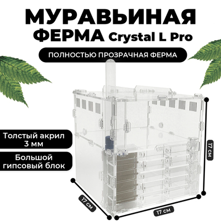 формикарий Crystal L pro + семья Camponotus Nicobarensis