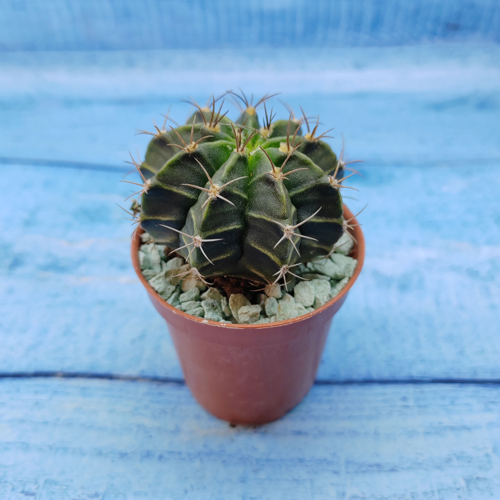 Gymnocalycium Friedrichii (Гимнокалициум)