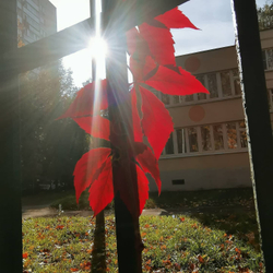 Грифон