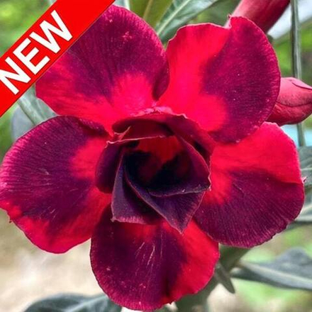 Адениум обесум BLACK DRAGON