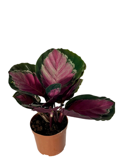 Калатея Lucky Goddess д.11