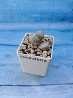 Lapidaria Margaretae (Лапидария)