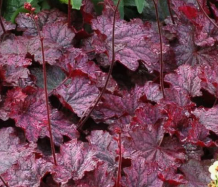 Гейхера Миднайт Байю рассада ОКС меристема