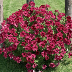 Петуния полуампельная Нивола Бургунди F1 (50др) Витагрин Профи