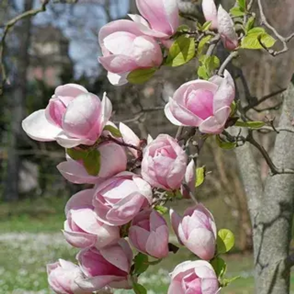 Магнолия Суланжа (без сорта) (С2) Закупка М37