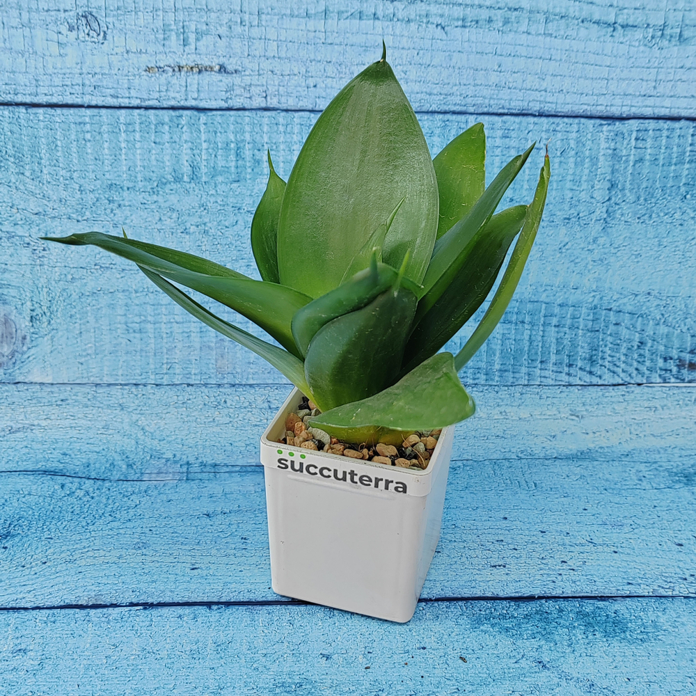 Sansevieria Hahnii Black (Сансевиерия)