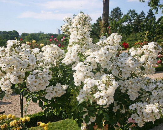 Роза Гирлянд де Амур С7 Закупка М57 июнь 2026