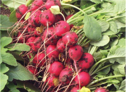 Редис Рондеел 1гр ВитаГрин ЭКСТРА