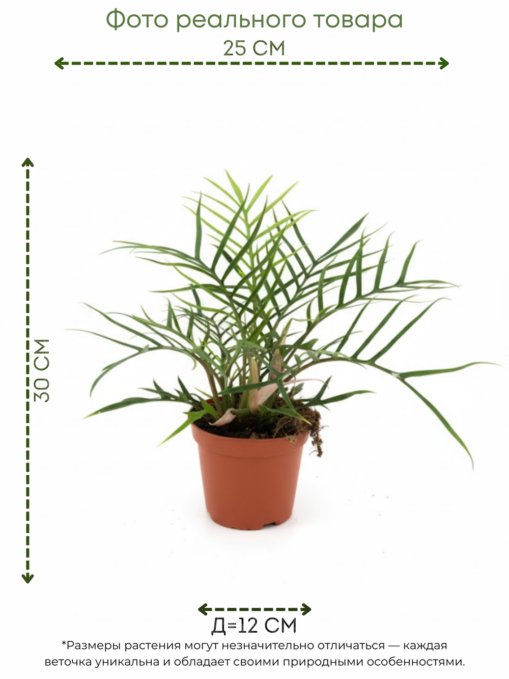 Филодендрон Christmas tree д.12