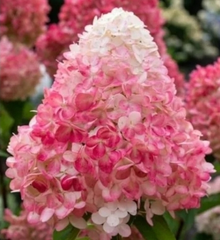 Гортензия метельчатая Пинк энд Роуз- Розовый и Роза (Hydrangea paniculata `Pink and Rose`)