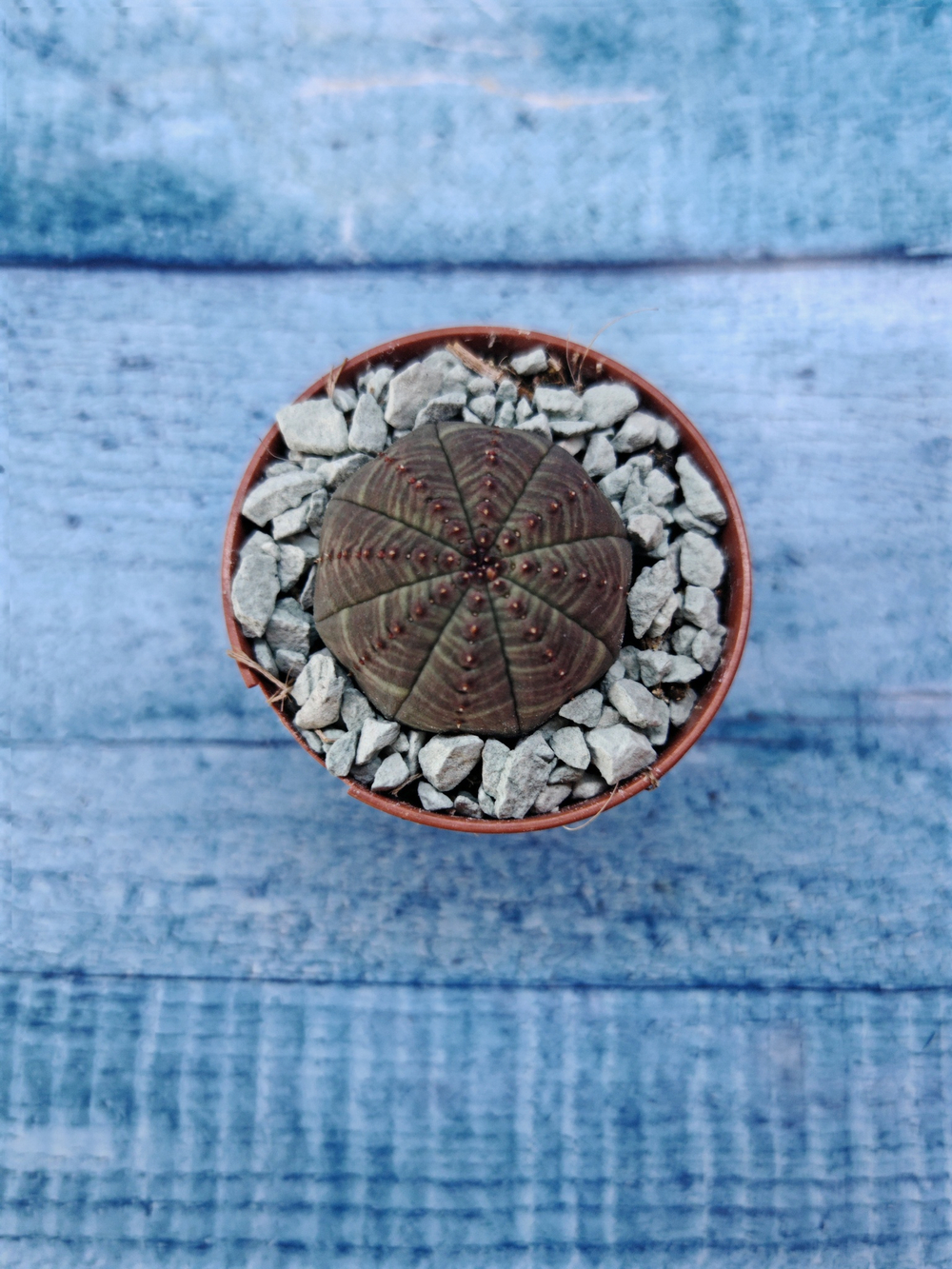 Суккулент Euphorbia Obesa (Эуфорбия)