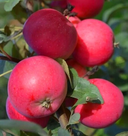 Яблоня Заветное осенняя