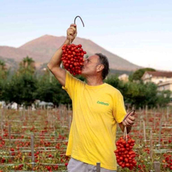 Помидоры - Pomodorino del Piennolo del Vesuvio - Черри Пьенноло Дель Везувио