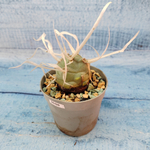 Tephrocactus Articulatus Papyracanthus (Тефрокактус)