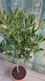 Lemonquat
