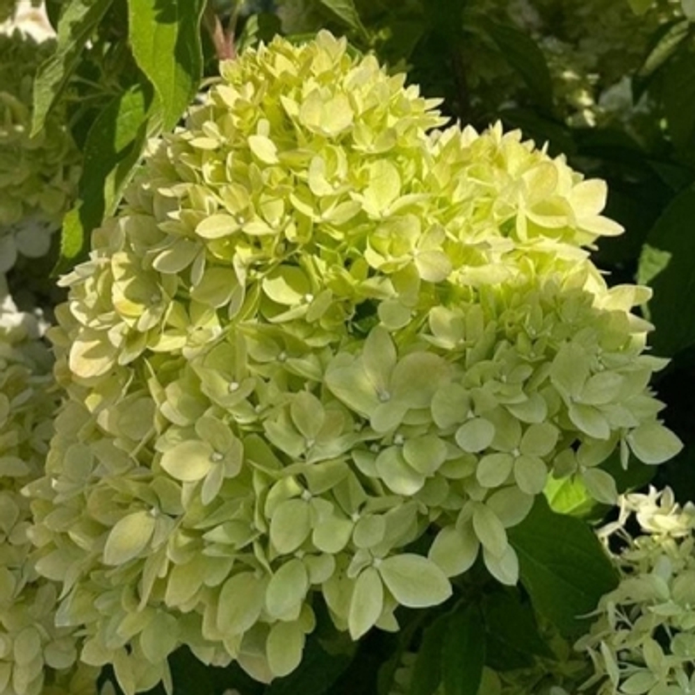 Гортензия метельчатая Би Грин (7/8 вет) Закупка М59 апрель 2026