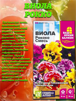 Королева цветника виола: Бамбини, Вельвет и Рокко