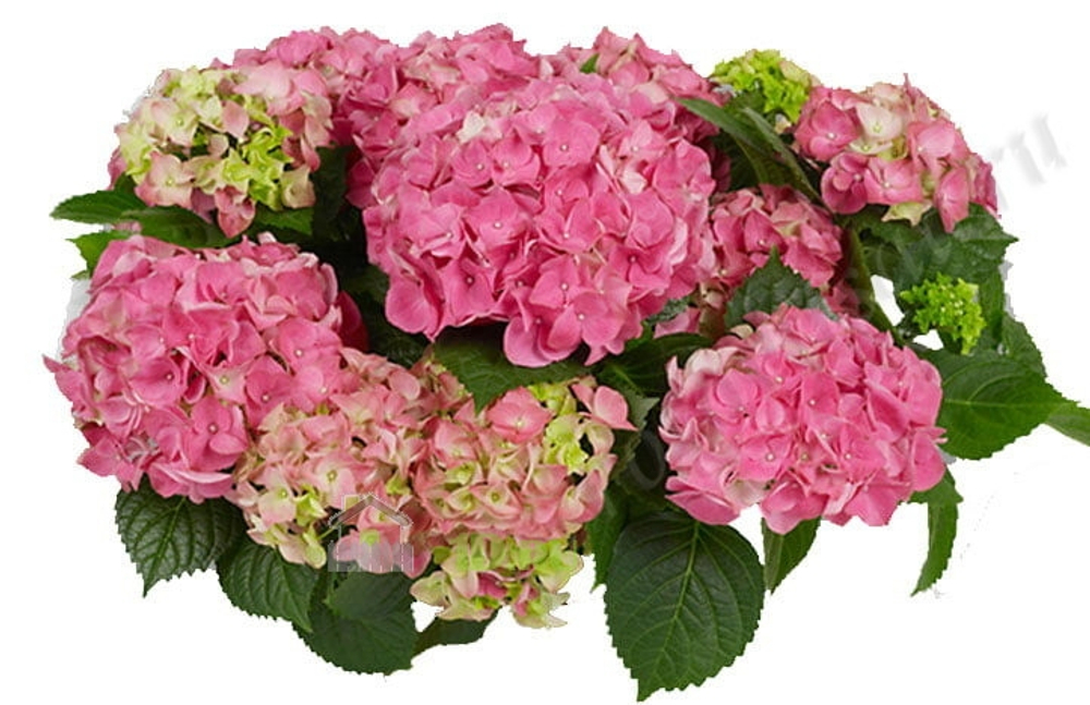 Early Pink/ Эрли  Пинк (Стандарт поставки Р9)2025г.