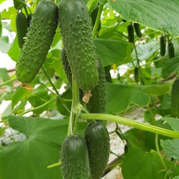 Миамара F1 семена огурца партенокарпического – фото 6