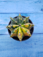 Gymnocalycium Variegata (Гимнокалициум Вариегатный)