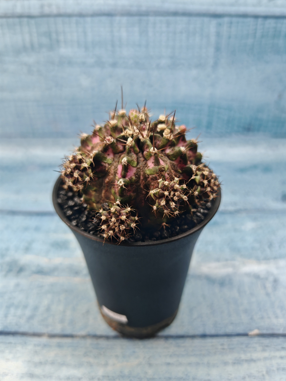 Gymnocalycium T-Rex Pink hybride (Гимнокалициум)