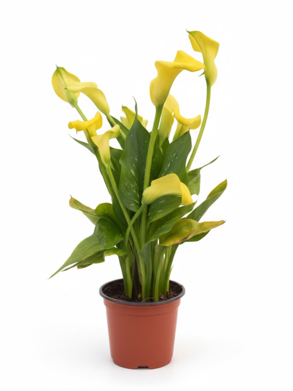 Зантедеския mix colour д.14