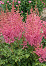 Астильба китайская Корал Айленд С2